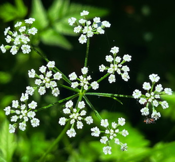 ６月〜水無月に庭で咲いていた花々 2