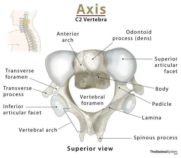 Axis-Bone-C2.jpg